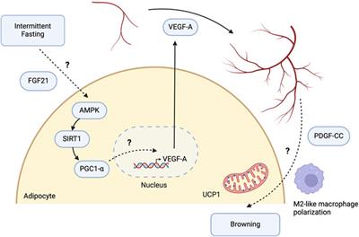 From fasting to fat reshaping: exploring the molecular pathways of intermittent fasting-induced adipose tissue remodeling